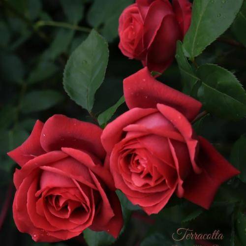 علی طولابی اَ روژه که تونیم دیه