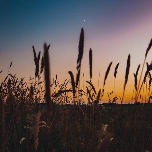 روژان محمودزاده گولئه‌فروز
