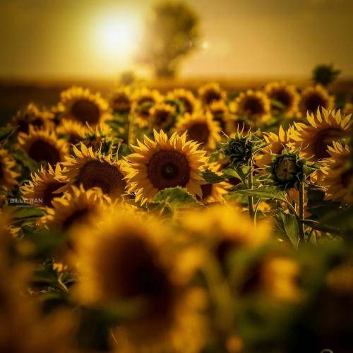 روژان محمودزاده نەرمە