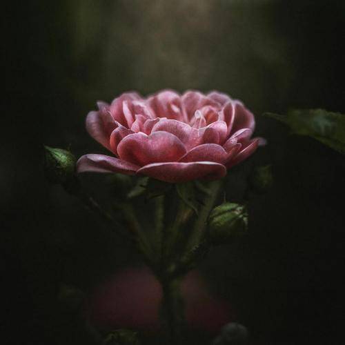 شبونه خواب ندارم دلوم خرابه دختر