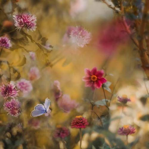 روژان محمودزاده بە لار و لەنجه
