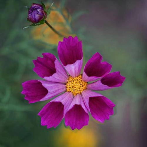 روژان محمودزاده هاتوم وه‌کوو