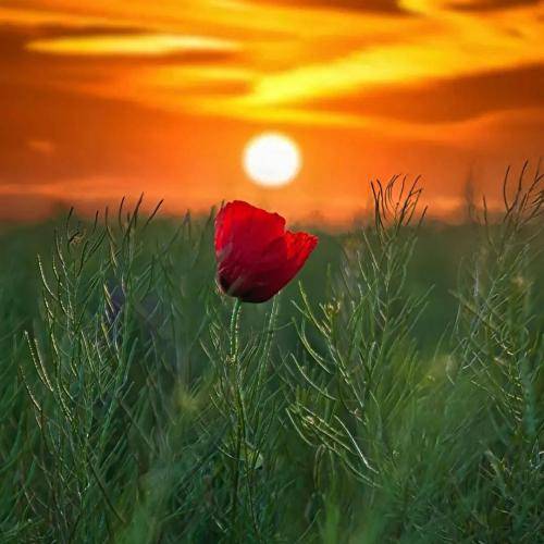 روژان محمودزاده له‌دی