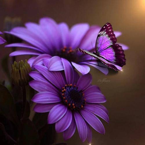 ای زادگاه زخمی میهن پر پر شدگی کی قصه ی سکوت تو میخای