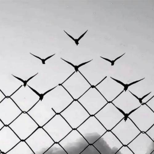 نسخه انگلیسی ترک برای شروین حاجی پور