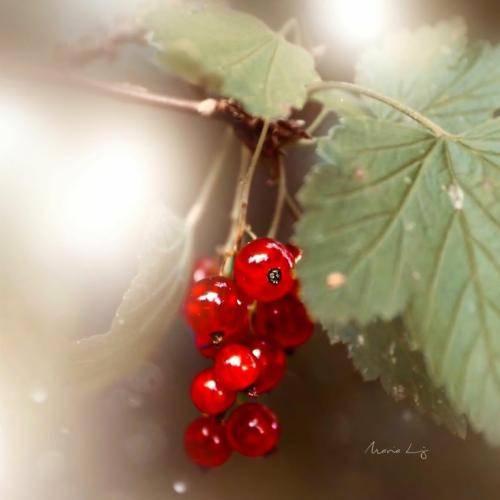  جار جار وه ره سر قبرم له وه بر یکم بدوینه