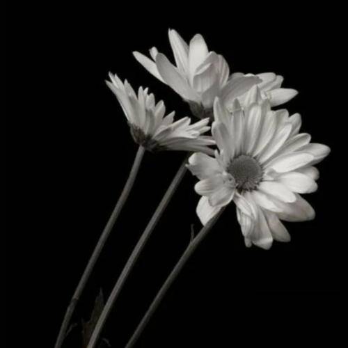  سی سالی پیر شدیم که همه مون تو سی روز