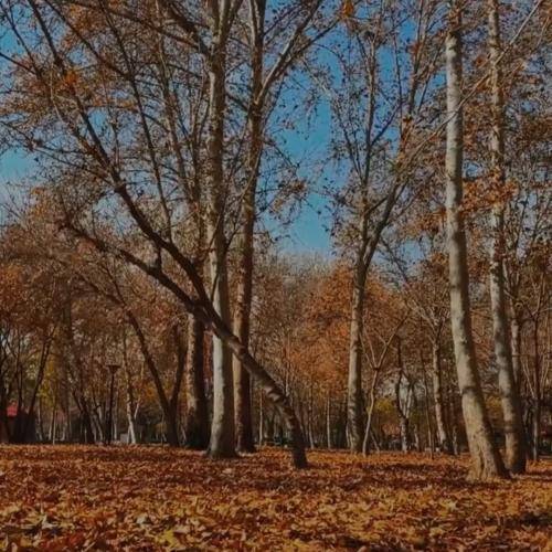 پاییز اینجوری شروع نمیشد که همین اول رخت عزا تنمون کنه
