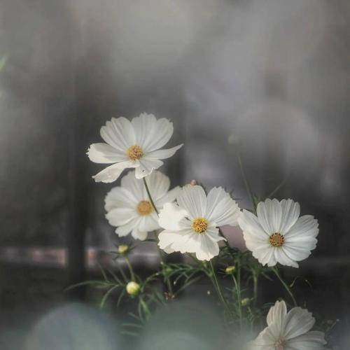  باز هم نشستی رو به روم مات تماشای تو ام