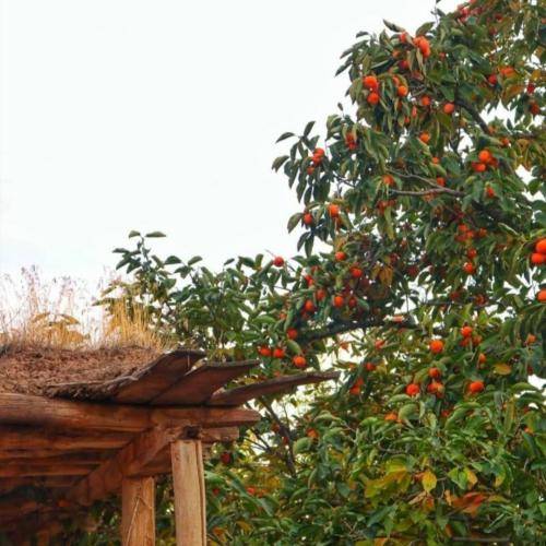 مه عه روژی بیم خم نیسا اه طالم