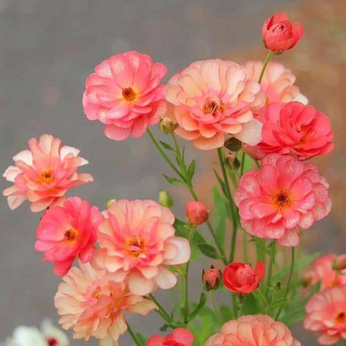  کلی دوییدی نفست برید تهشم دیدی یه مشت لاشخور