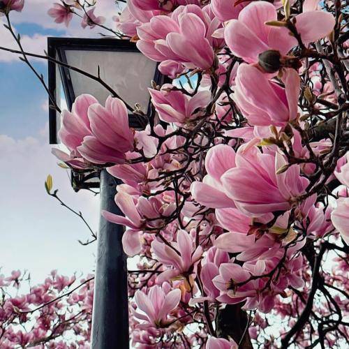 بازم نشستی رو به روم مات تماشای توام با صدای مهستی