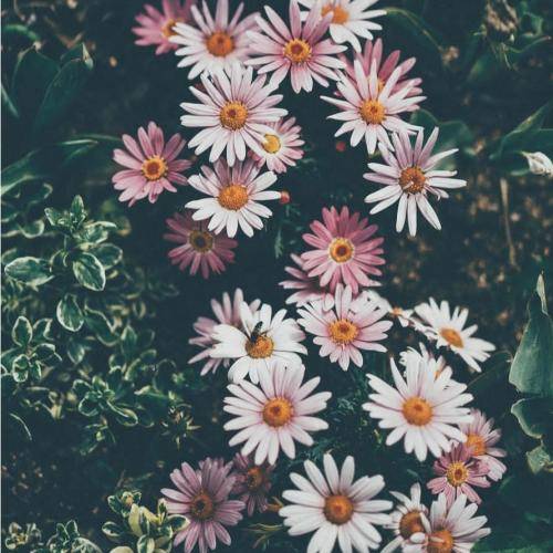  تماشا با صدای مهستی