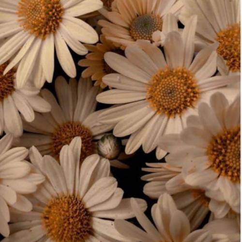 بیتا نابی یه مدته هرشو وناو خاو بغض کم