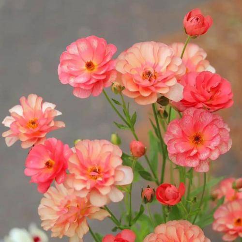 اسی بندپی ای جانا