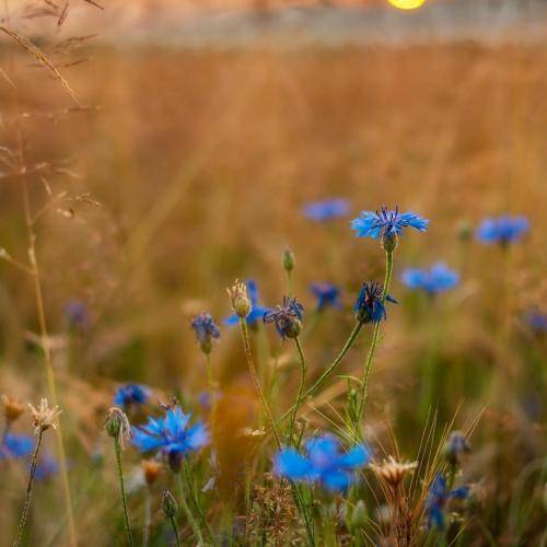  دل از من دلبری از تو سر از من با صدای زن