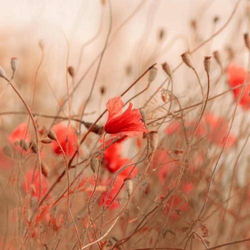  من راهمو کج کردم و از تو بریدم با صدای زن