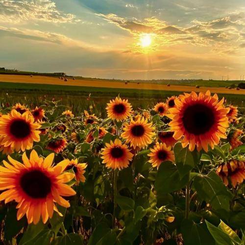  حبیبی کام تو کرمون اینجا همه