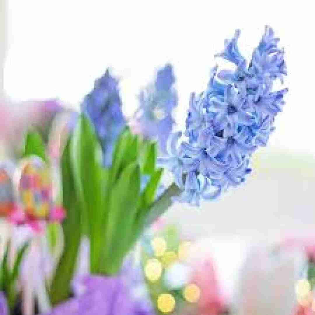  عربی اغنیه فزت بیچ الا ابیتی اخلیچ