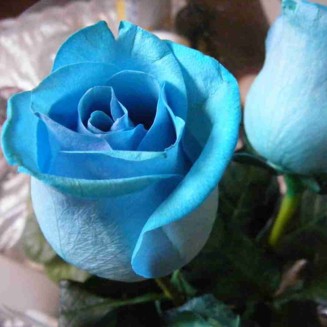  مانتوی مشکی ره دلبر دپوشه