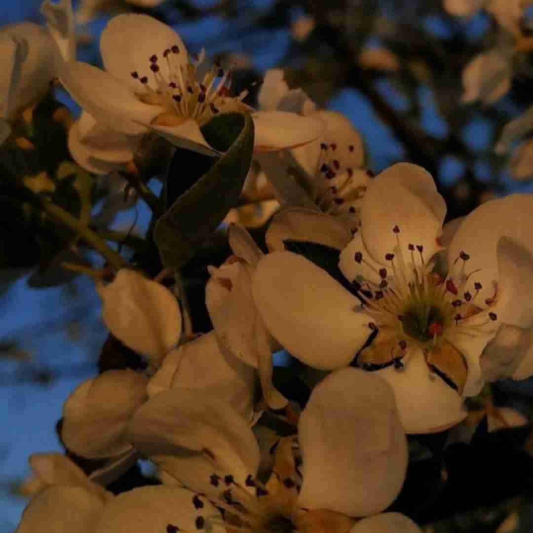  سنه سوگیمی ورمیی ایستمیشم با من قدم بزن