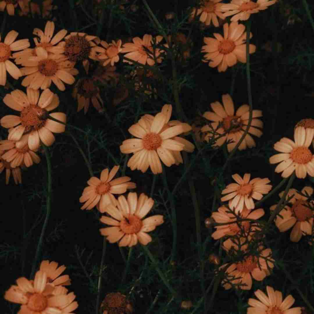  منم حاجی سیسم اینه میگردم ببینم کی شبیمه