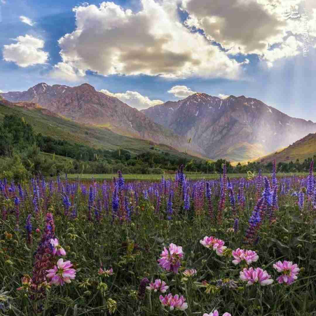  خارجی گل منو اذیت نکنید با صدای زن
