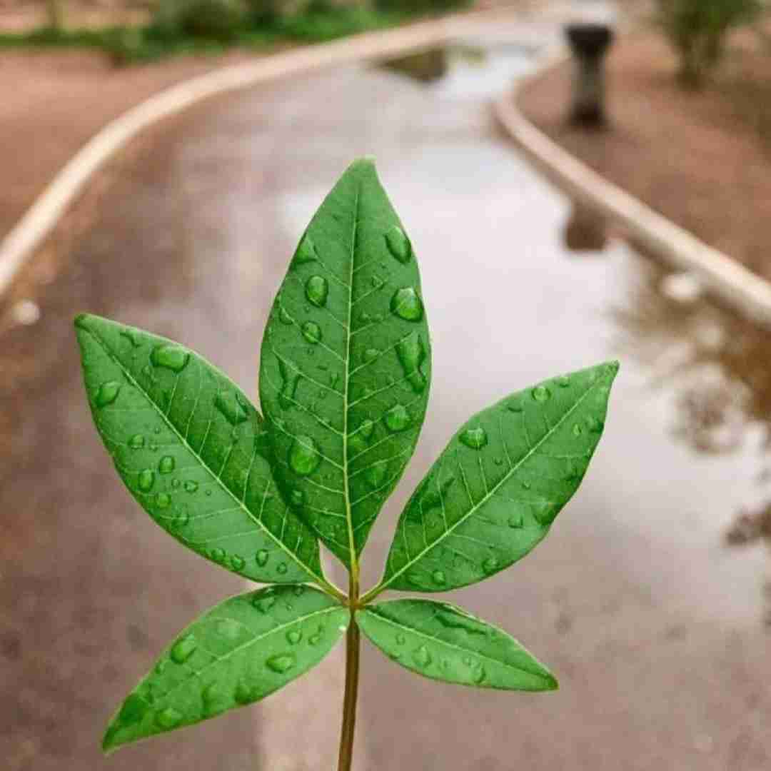  یه عطر خوب بزن خوشتیپ بچرخ