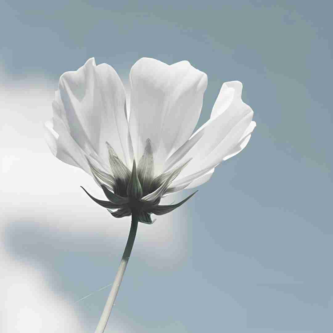  میخندم اما خنده ام تلخه میدونی میگریم اما گریه از درده میدونی