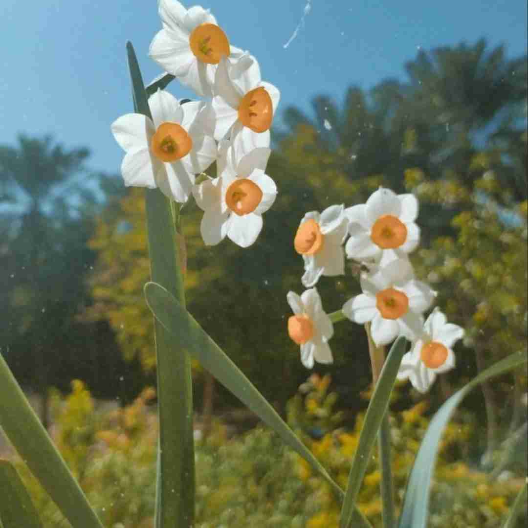  بعد من بگین کسی سمتش نیاد ریشه شو خشک نکنید اینستایی