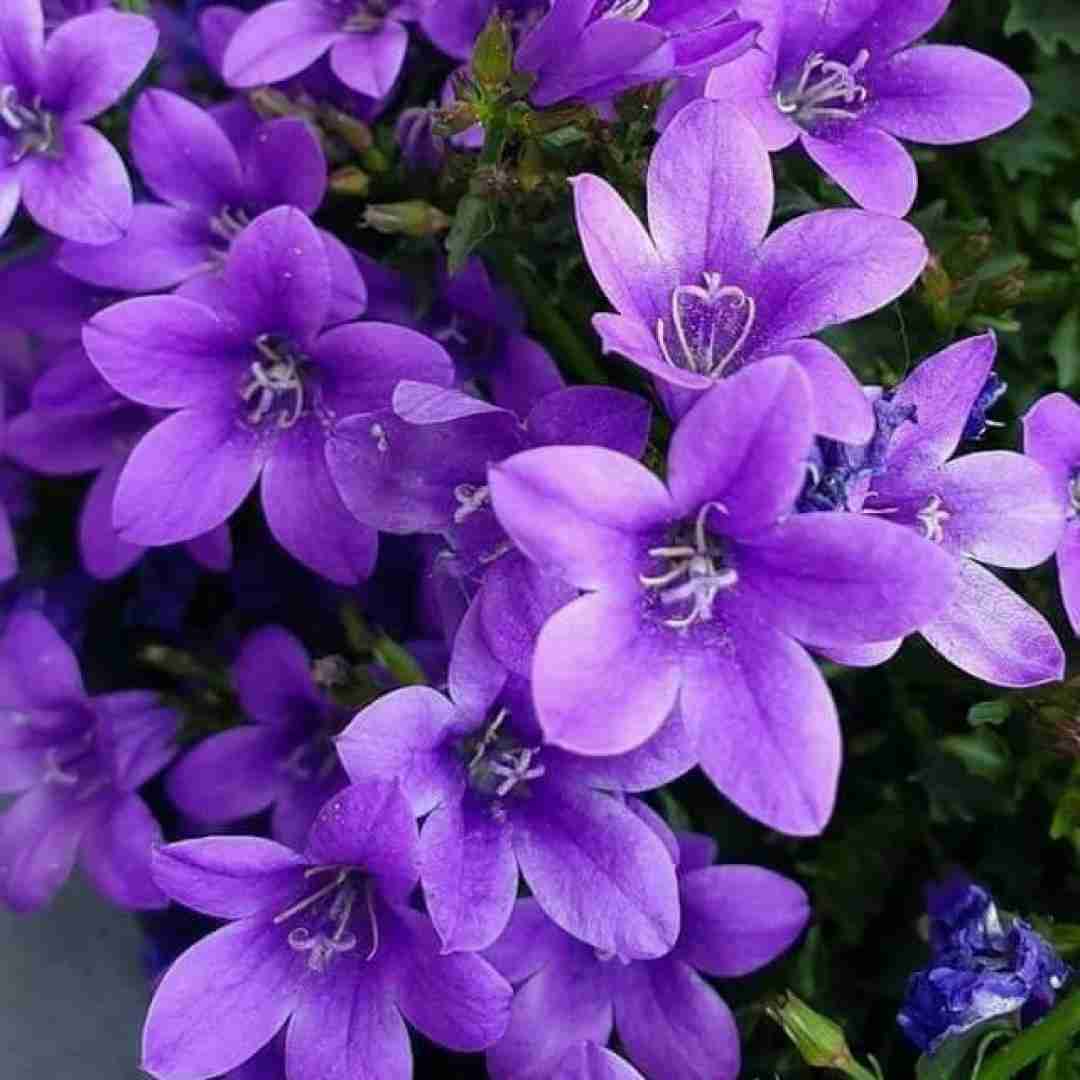  ترکی حالا مانگا گیتار بزن گیتار