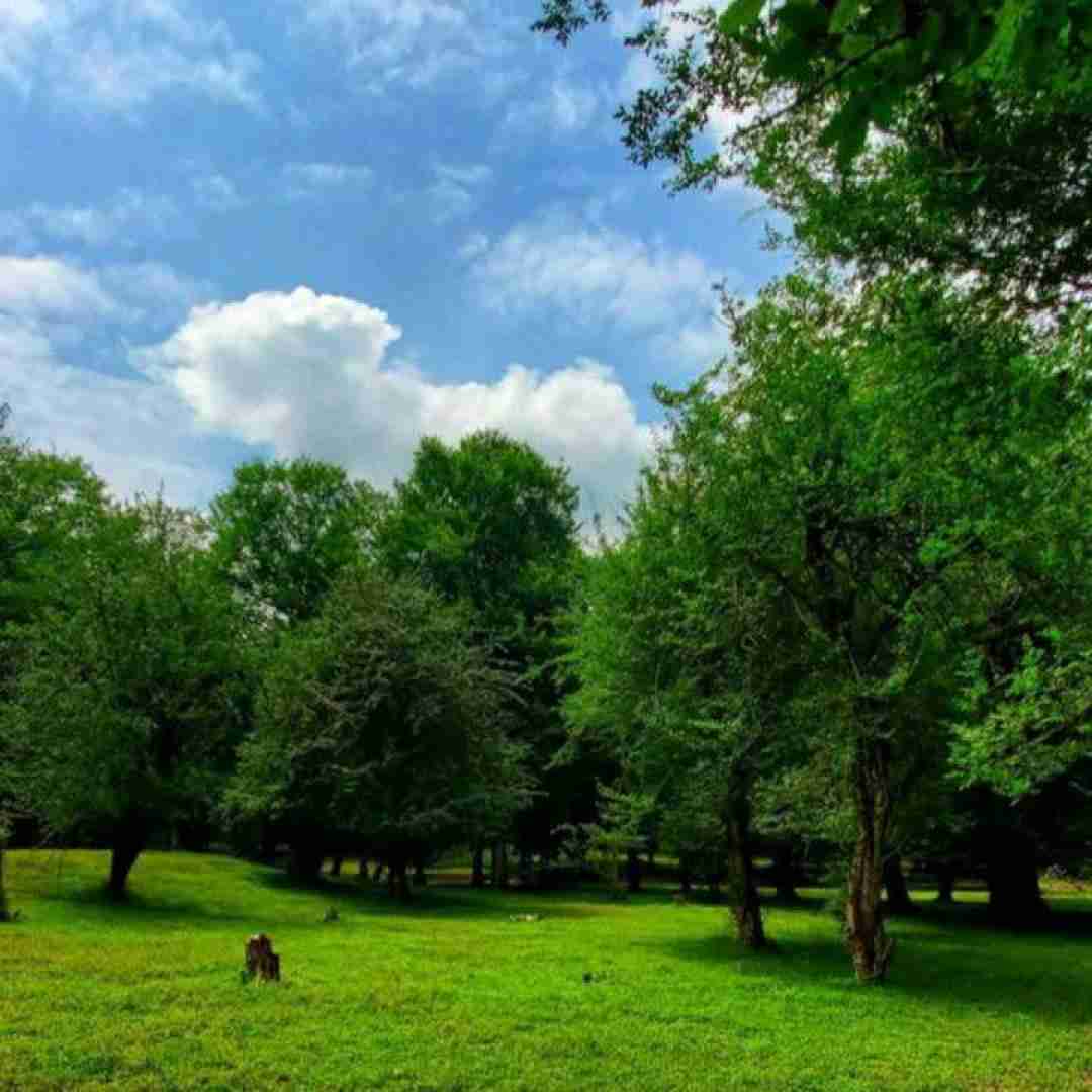  ترکی یالا آقای راننده توت کلاج ور دنده