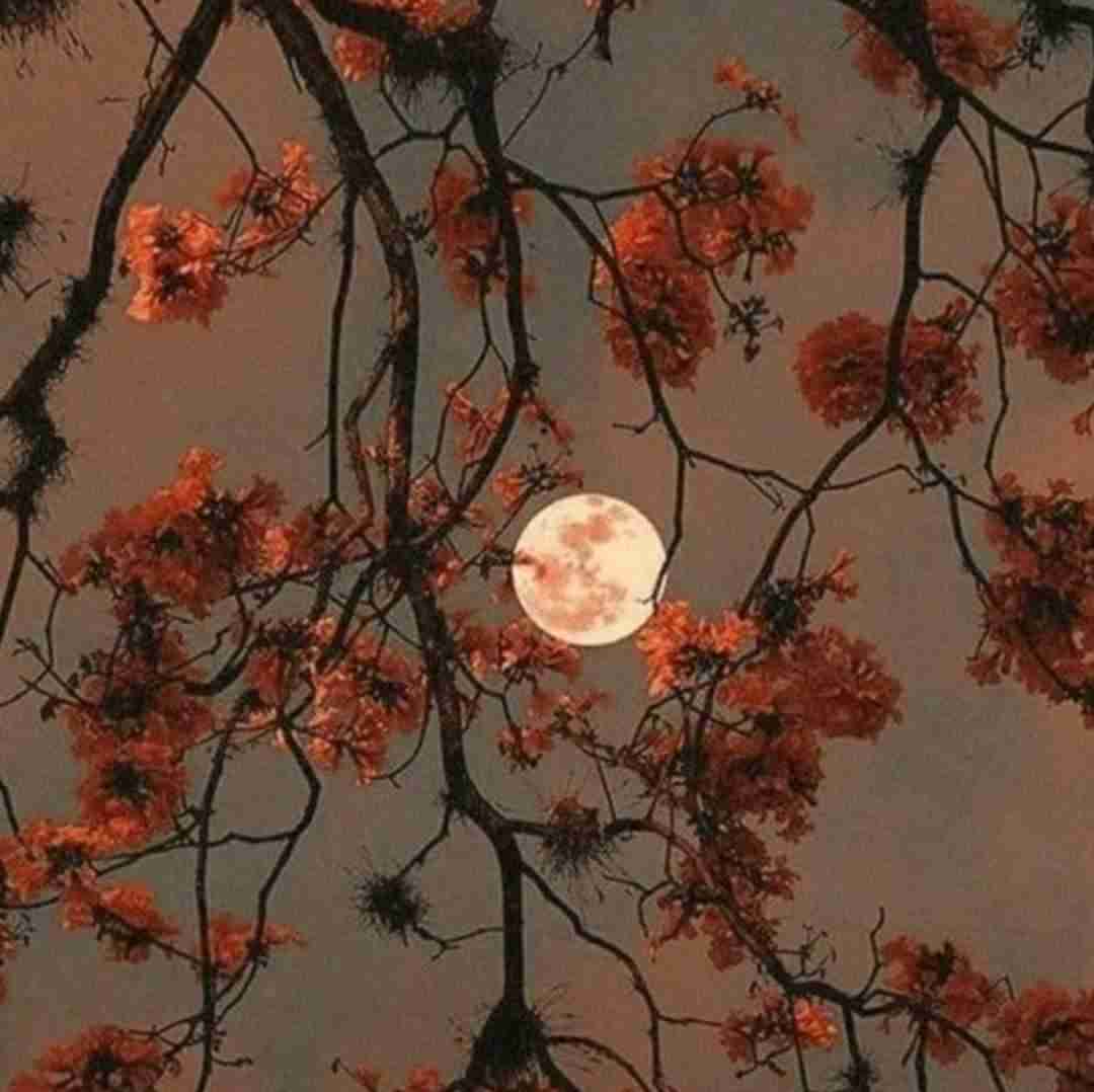 زرین اوزر بسیط نومارالار