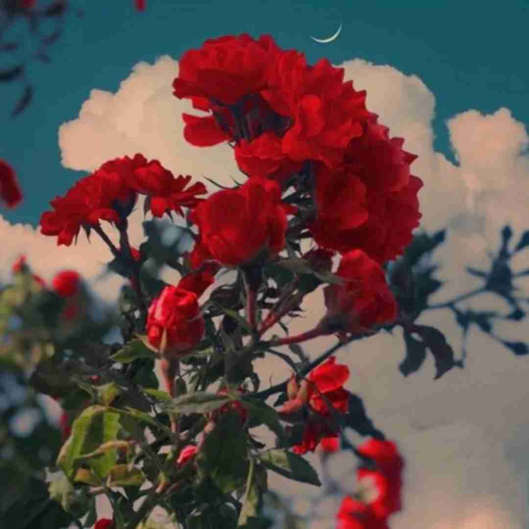  الان دور هم جمعیم پلیسام کردن کمین حتی اگه دستگیر شیم
