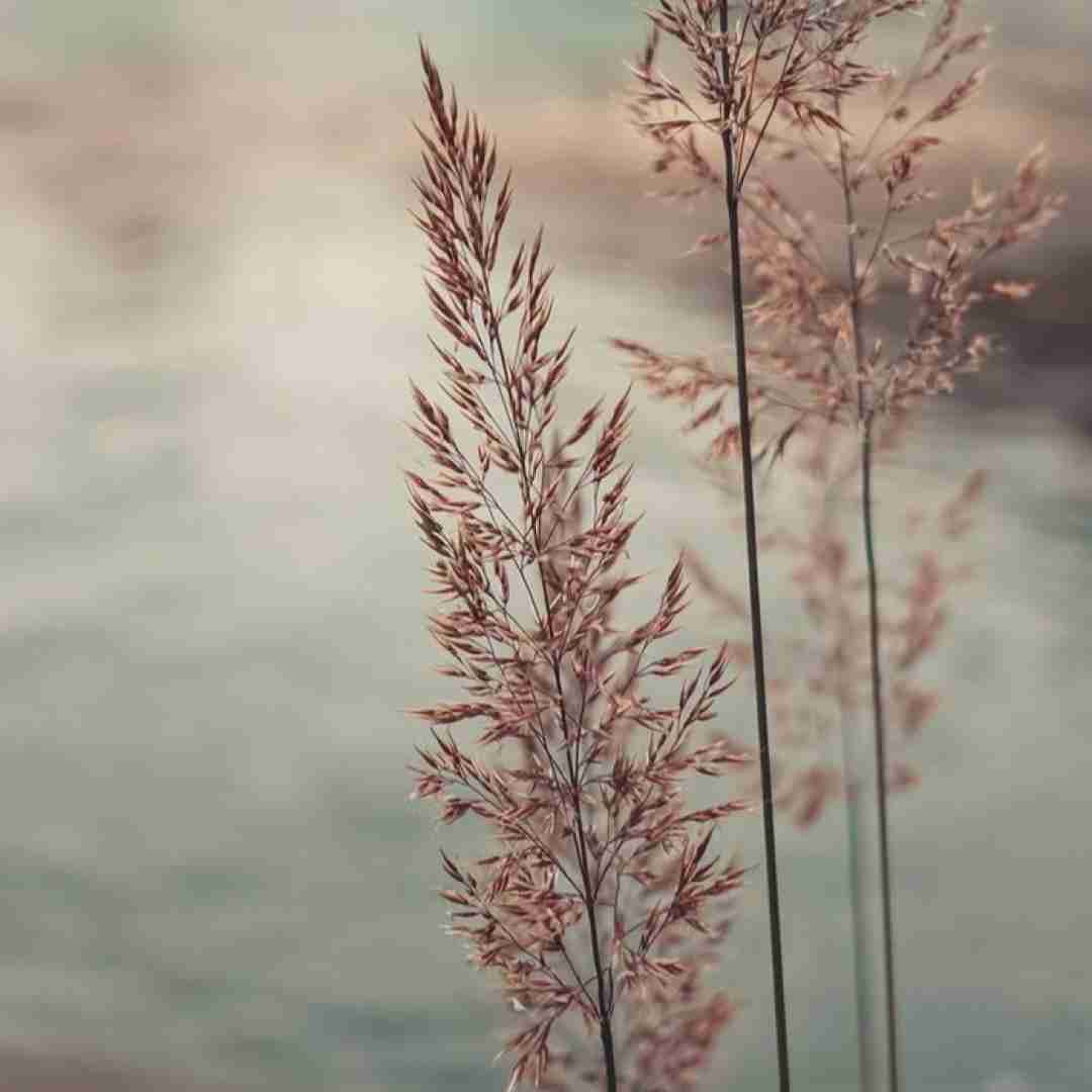  ماتم ماتم ماتم یه تابوت رنگی یه قصر قشنگی