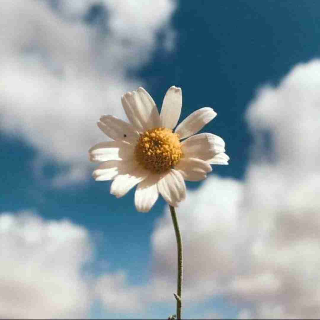  آسمان چشم او آیینه کیست آن که چون آيينه با من روبرو بود با صدای دختر