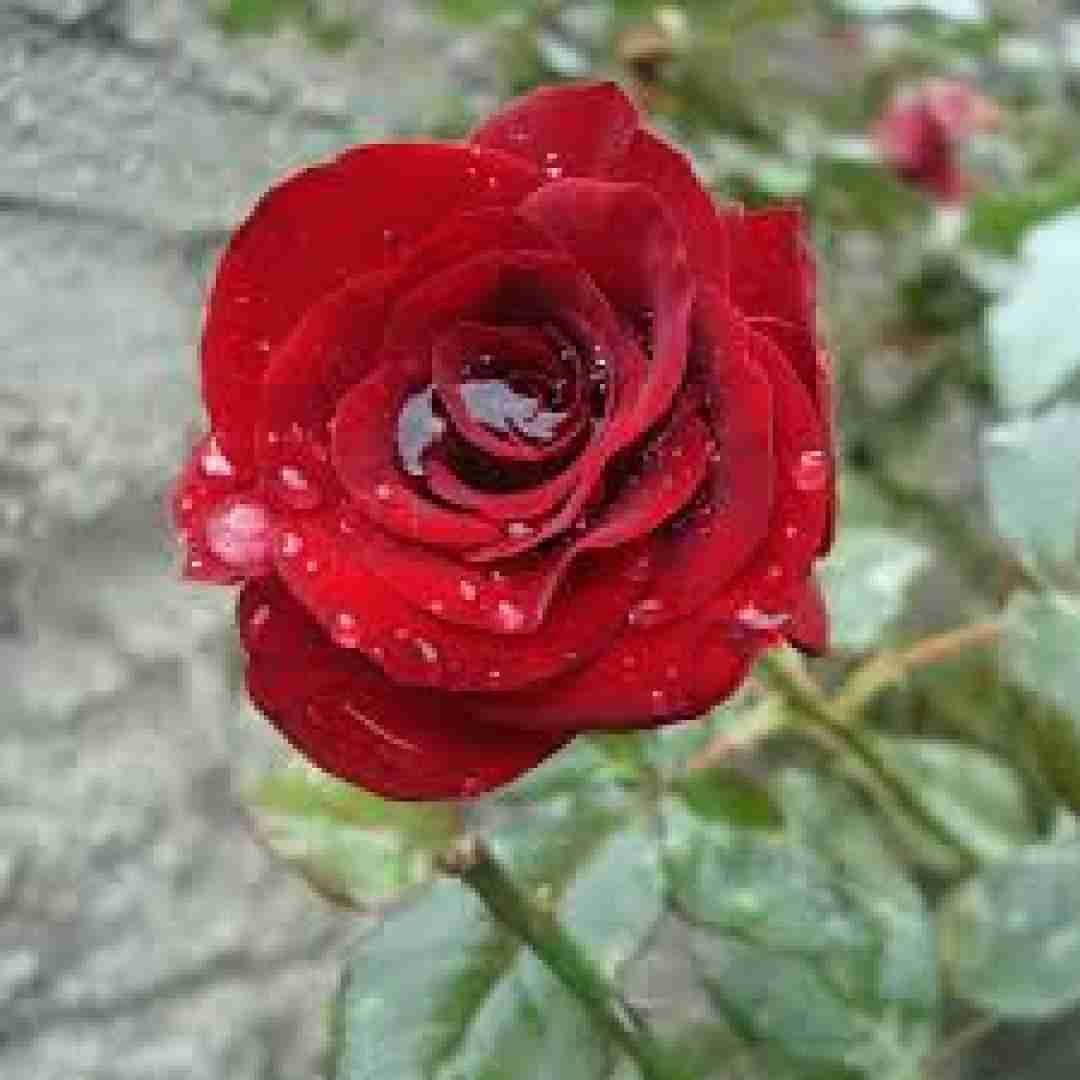 فاطمه عطایی نماشون شو بیا می یار نمونه