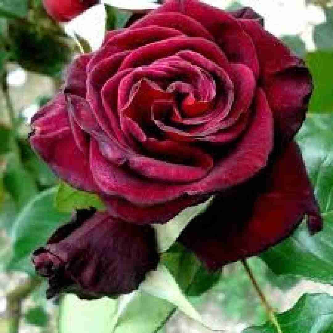 دیگه نوری نیست تو این شبام با صدای زن