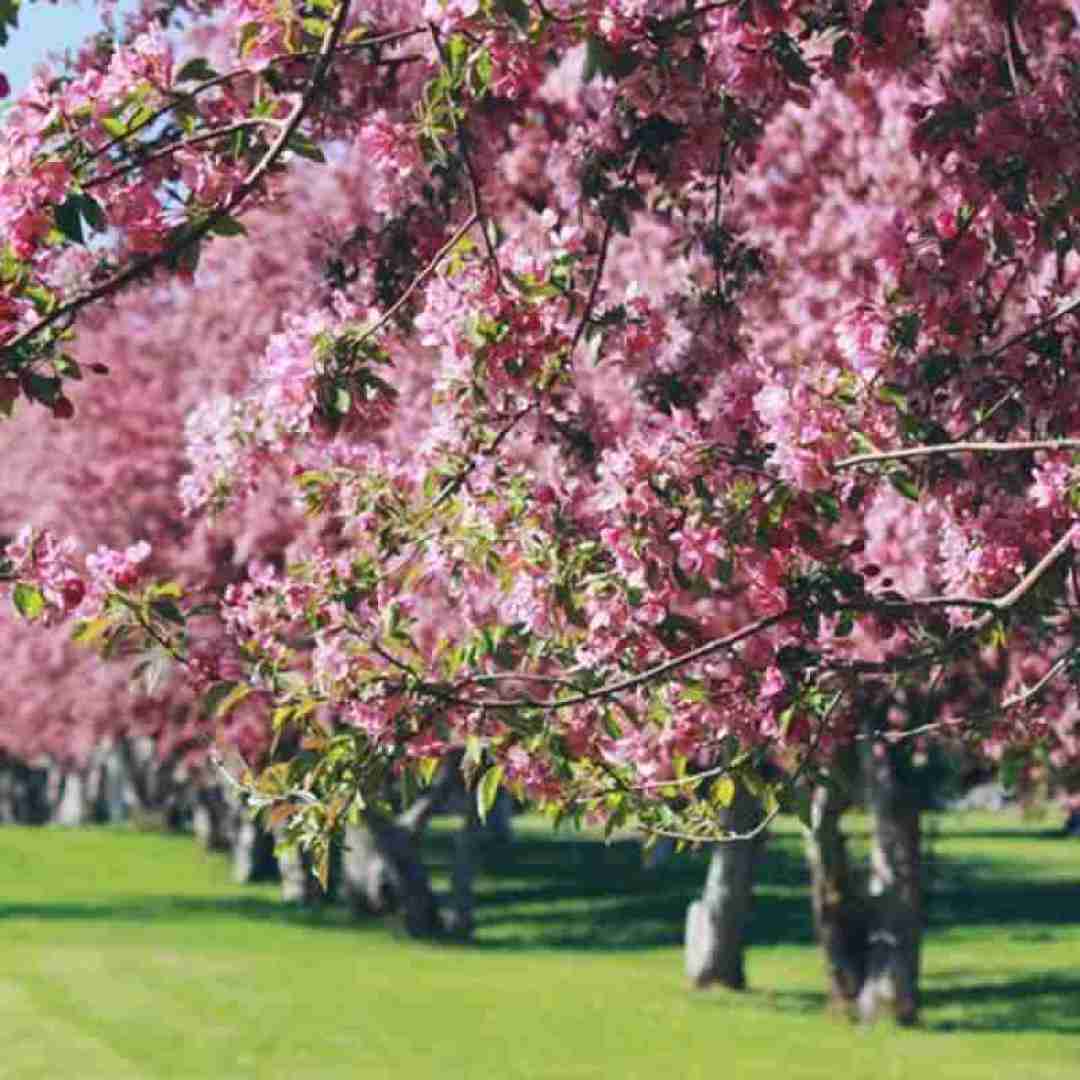 الهام غلامی دا بوه