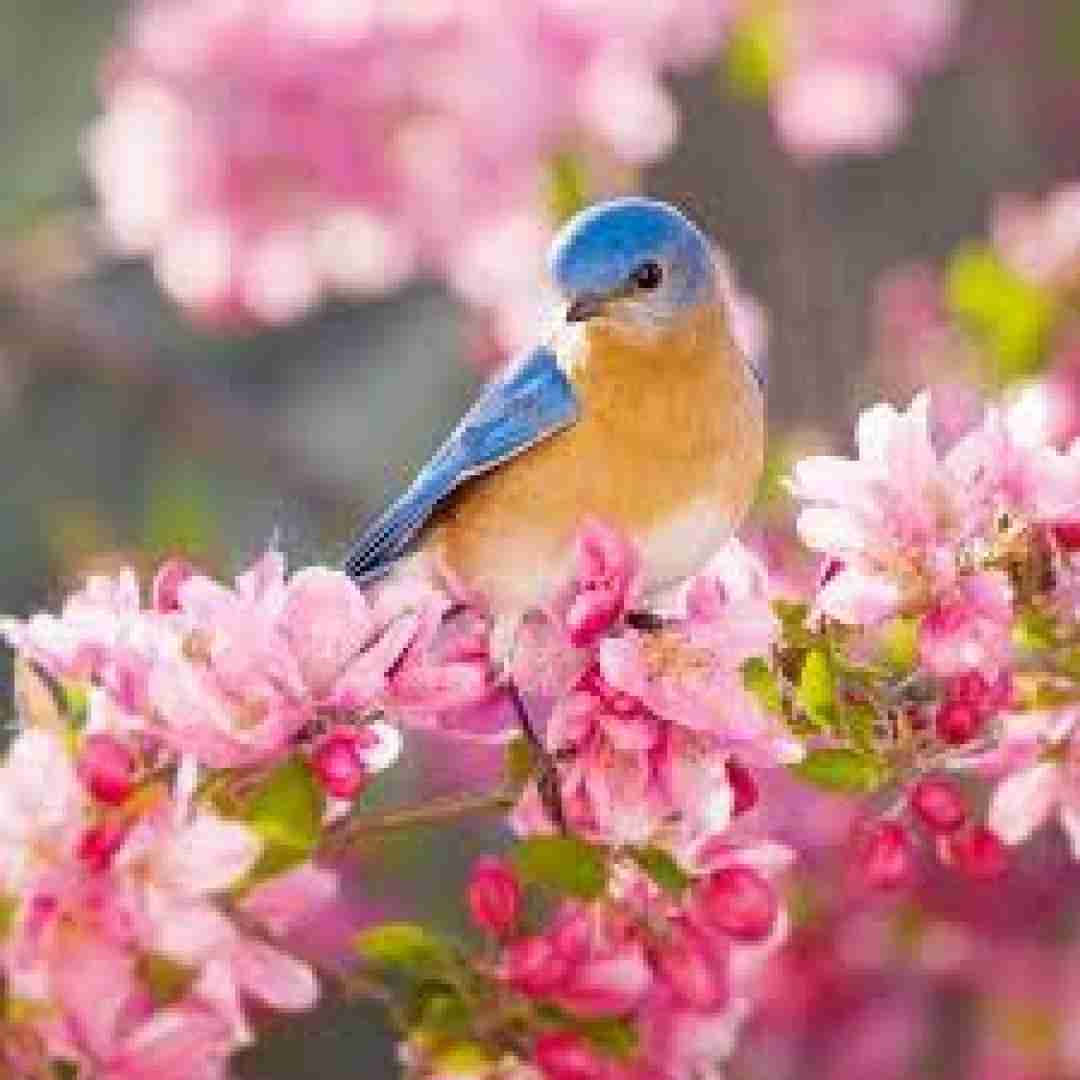 ندیدم تا حالا خدامو ولی شیطون و چرا