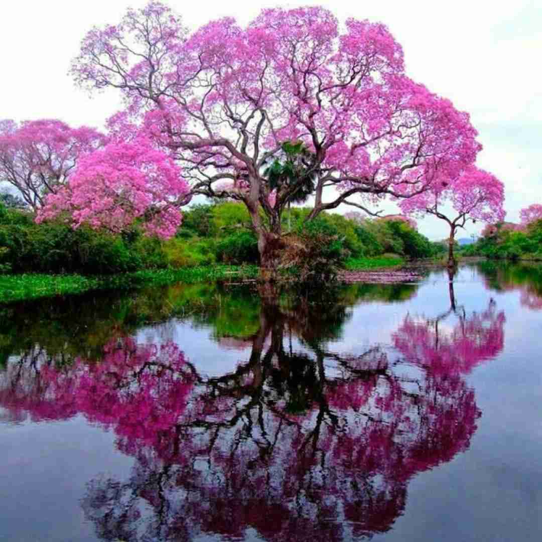  منمو پیک نیکنم کره با سیخ و سنجاق