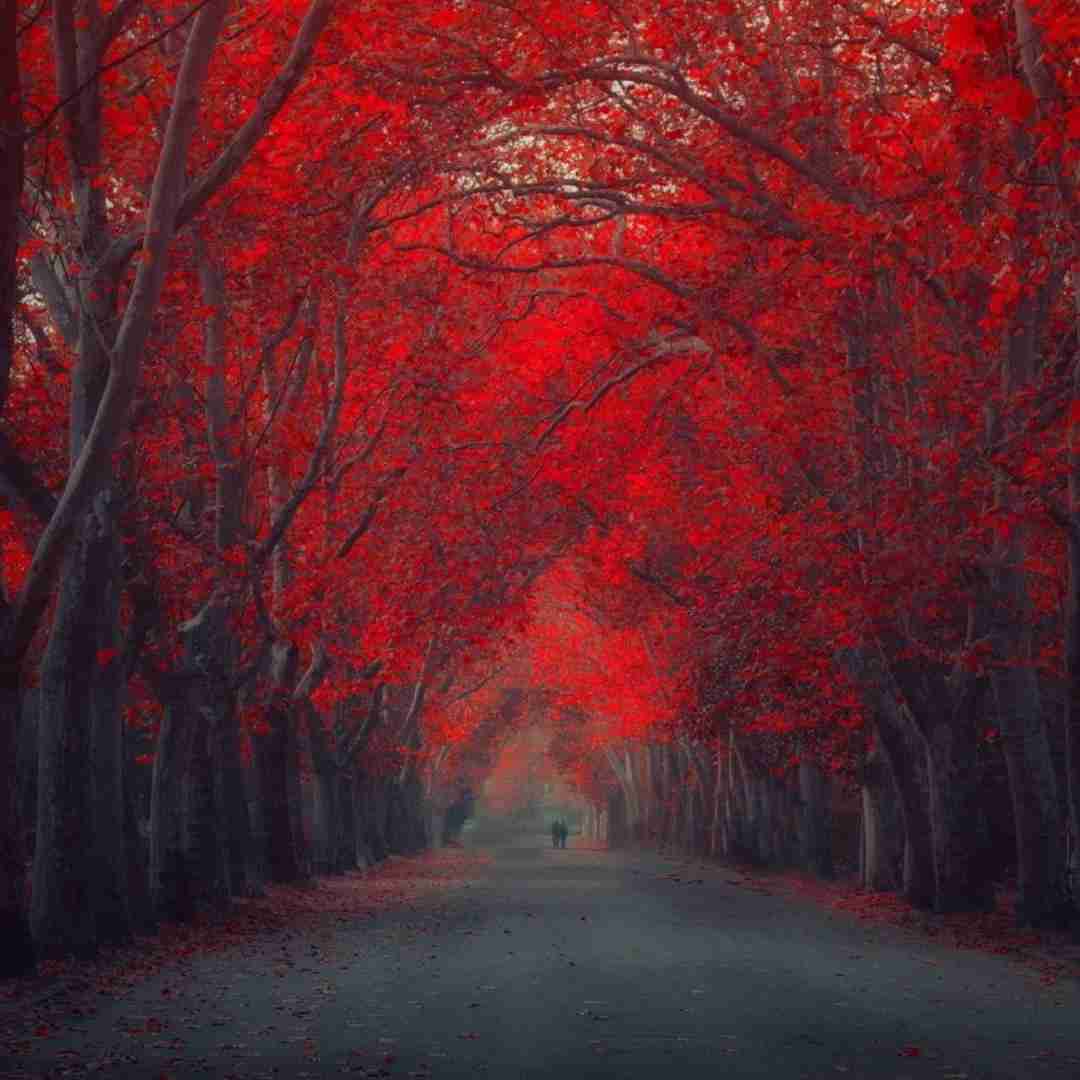  گلم آرامشت آرزوی منه وقتی تو بمونی کنارم