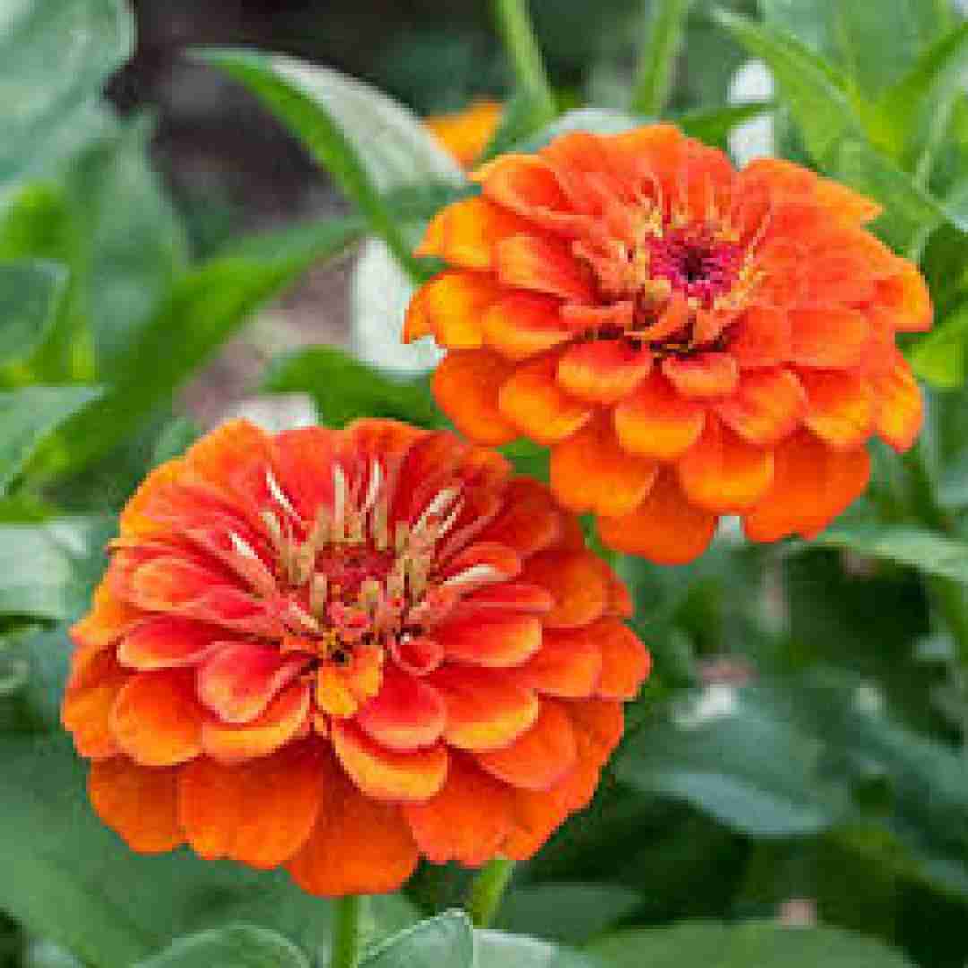  لری دلوم خینه از غم دیریت با صدای زن