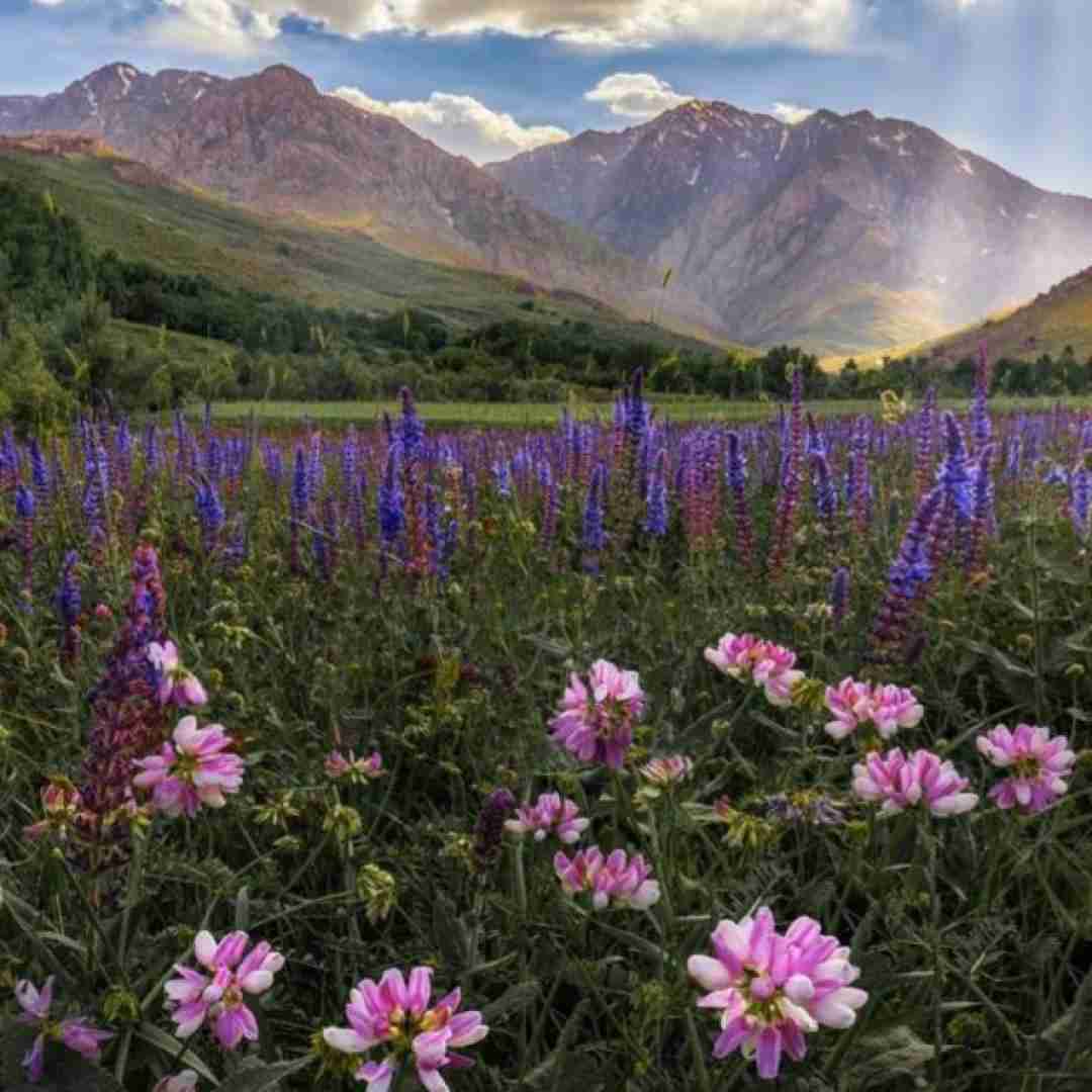  رفتم به در میخانه ساقی و ساغر و پیمانه