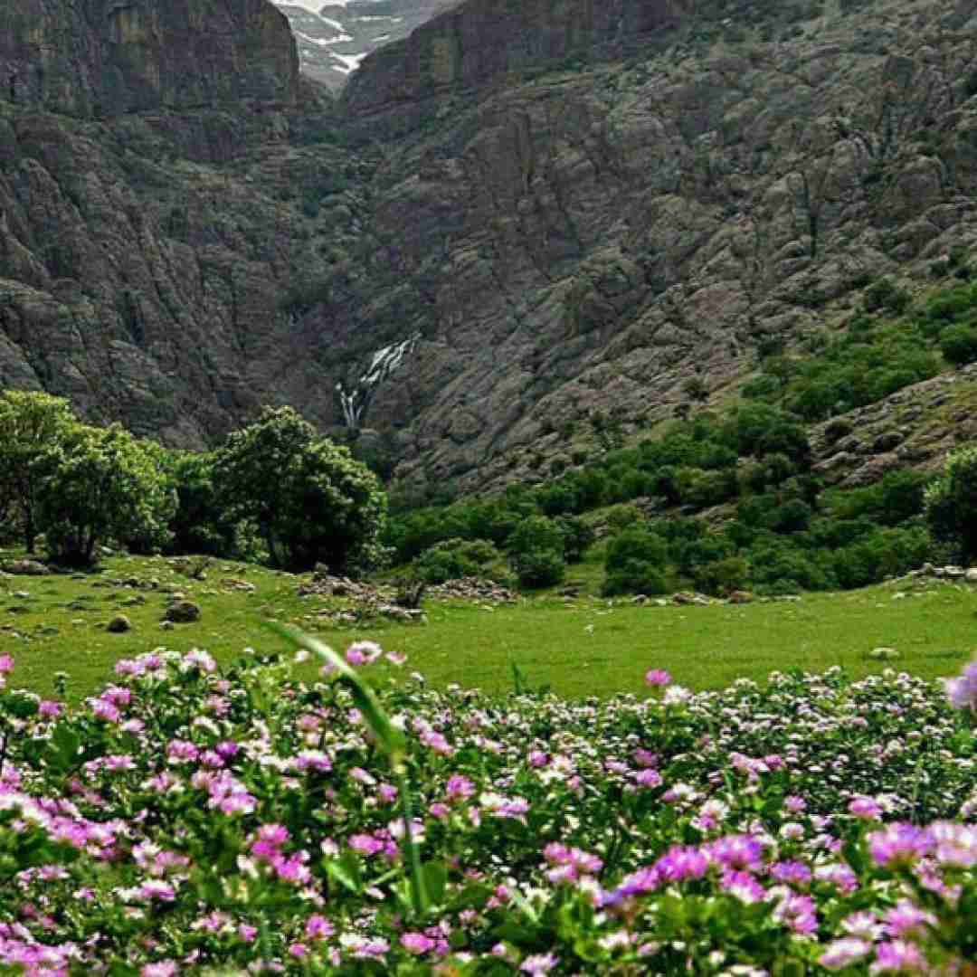 فاطمه عطایی یار