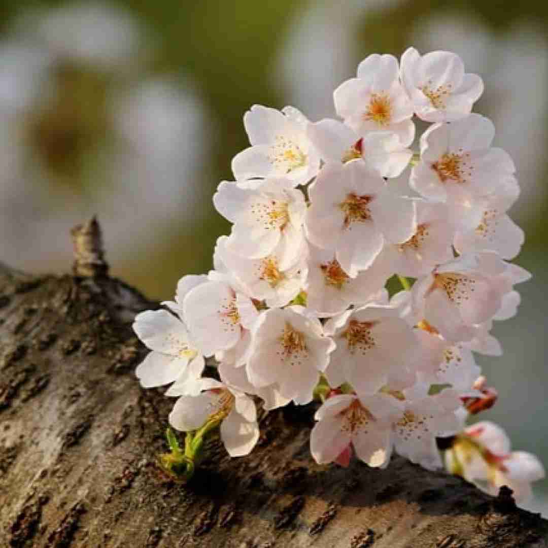  دل که یه ویرونه بود بخت که وارونه بود هوش مصنوعی