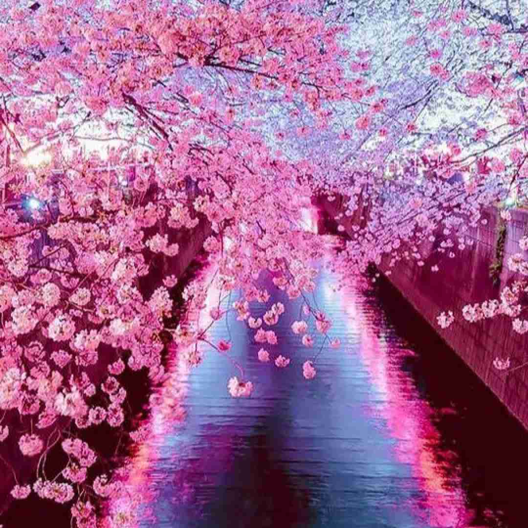 سنا برزنجه هو عزیزم هو دلکم
