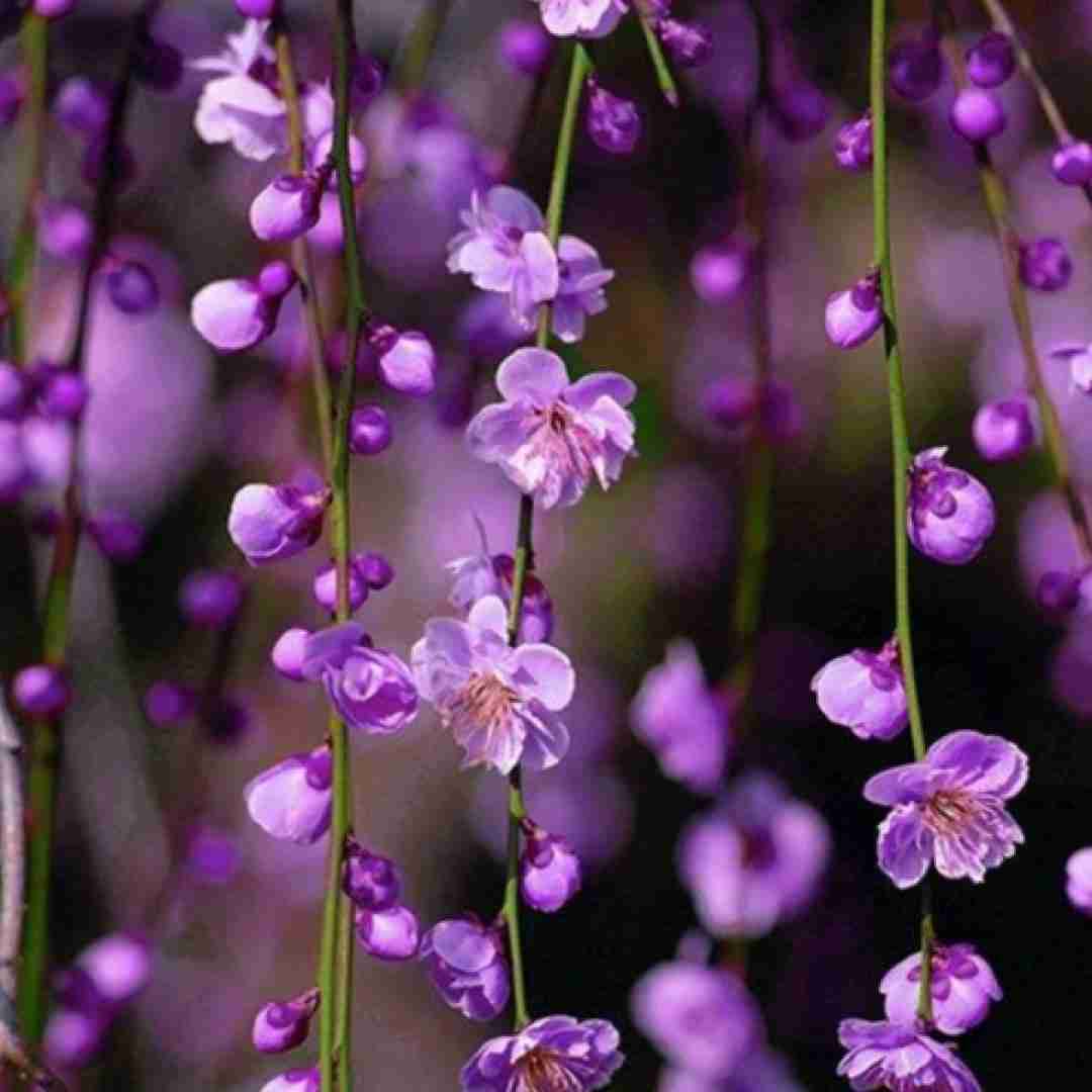  باشه من بد میرم اصلا از این به بعد راحت باش با صدای دختر ترند اینستا