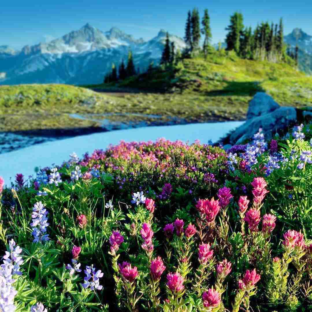 نگین چمازی یار مازنی