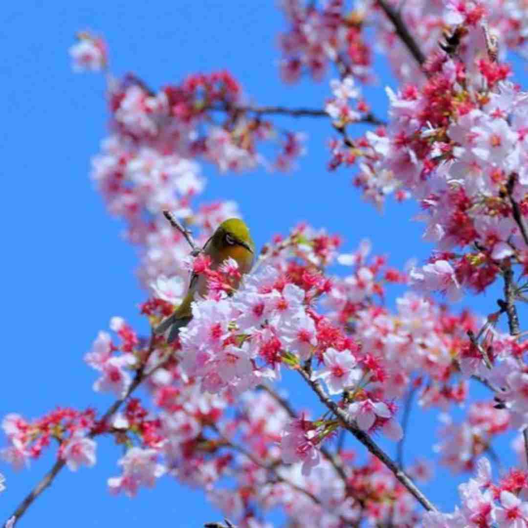  یه سور زدی به گلا فابمی به مولا عشقمی به خدا